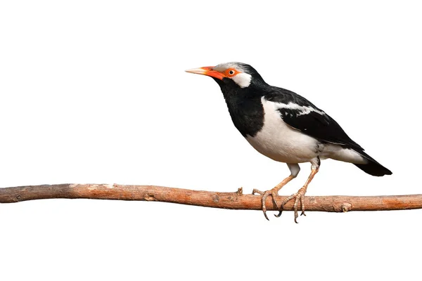 Prachtige Vogel Aziatische Pied Starling Sturnus Contra Zittend Een Tak — Stockfoto