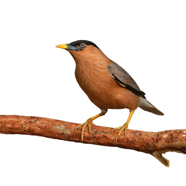 Hermoso Pájaro Brahminy Starling Sturnia Pagodarum Sobre Fondo Blanco —  Fotos de Stock