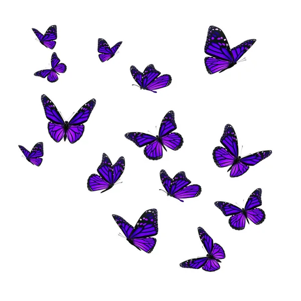 Beautiful Purple Monarch Butterfly Isolated White Background — Stock Photo, Image