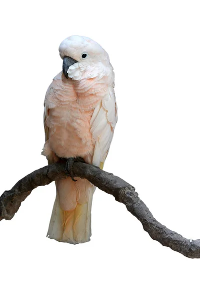 Piękne Kakadu Maślanego Kakadu Łososiowatego Cacatua Moluccensis Siedzącego Gałęzi Wyizolowanej — Zdjęcie stockowe