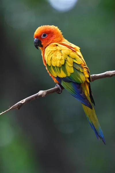 Bela Sun Conure Pássaro Papagaio Pousando Ramo — Fotografia de Stock