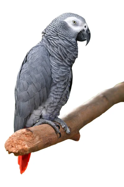 Pájaro Loro Gris Africano Psittacus Erithacus Posado Sobre Una Rama — Foto de Stock