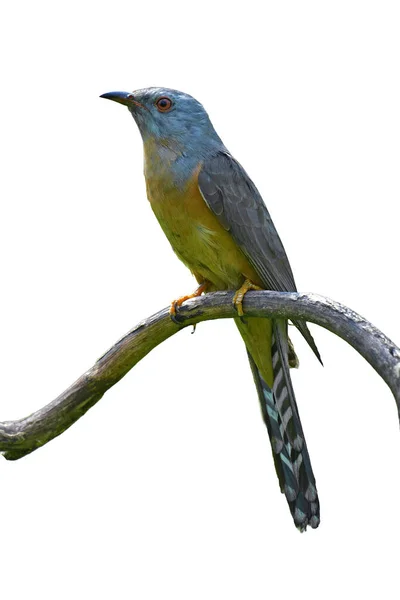 Pássaro Bonito Macho Cuckoo Plaintive Cacomantis Merulinus Pousando Ramo Pássaro — Fotografia de Stock