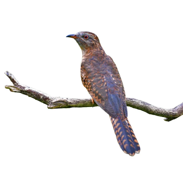 Mooie Vogel Vrouwtje Van Plaintive Cuckoo Cacomantis Merulinus Zittend Een — Stockfoto
