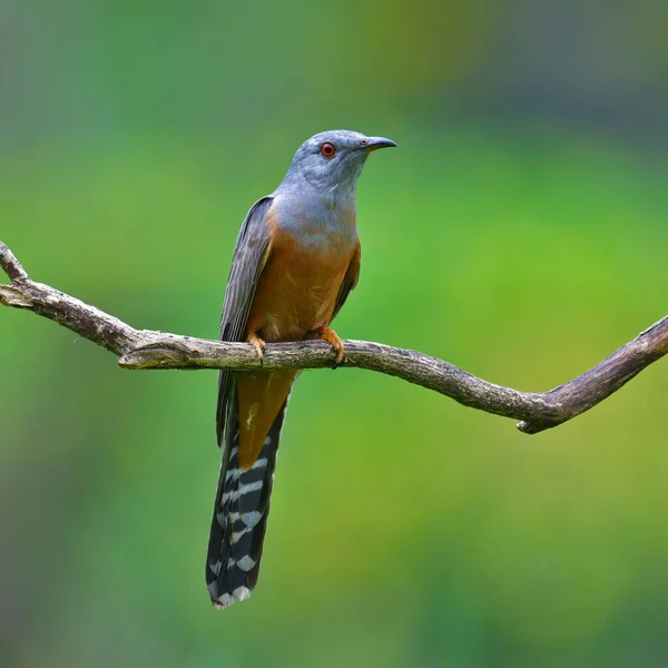 Güzel Kuş Plaintive Cuckoo Nun Erkeği Cacomantis Merulinus Bir Dala — Stok fotoğraf