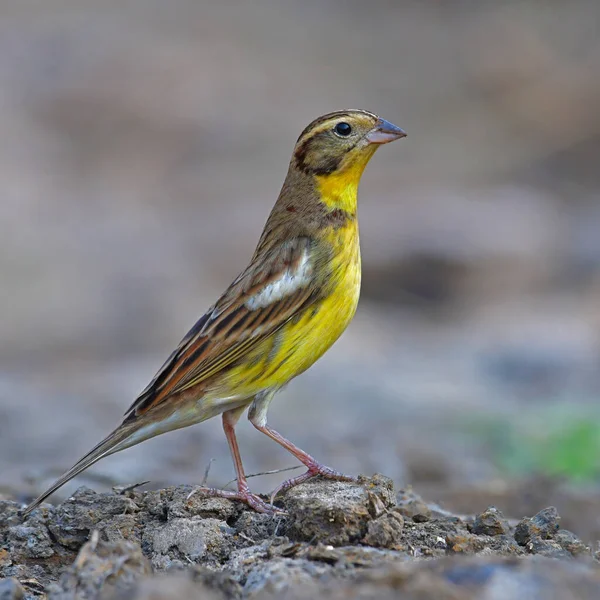 Piękny Ptak Mężczyzna Żółtymi Piersiami Bunting Emberiza Aureola Stojący Ziemi — Zdjęcie stockowe