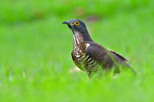 Beautiful Bird Male Large Hawk Cuckoo Hierocococcyx Sparverioides Green Grass — стоковое фото