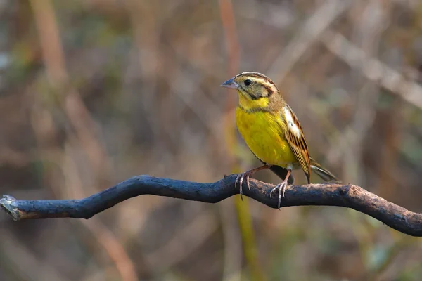 Piękny Ptak Mężczyzna Żółtymi Piersiami Bunting Emberiza Aureola Stojący Gałęzi — Zdjęcie stockowe