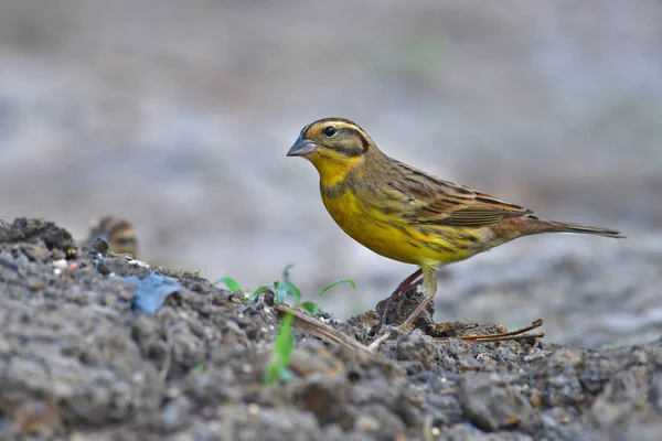 Pássaro Bonito Macho Bunting Amarelo Breasted Emberiza Aureola Chão — Fotografia de Stock