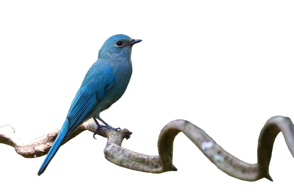 Krásná Fena Verditer Flycatcher Eumyias Thalassinus Pták Sedí Větvi Bílém — Stock fotografie