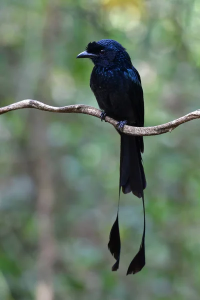 Güzel Büyük Raket Kuyruklu Drongo Dicrurus Paradiseus Bir Dala Tünemiş — Stok fotoğraf