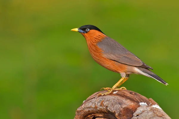 Όμορφο Πουλί Brahminy Starling Sturnia Pagodarum Σκαρφαλώνει Ένα Υποκατάστημα Πουλί Royalty Free Φωτογραφίες Αρχείου