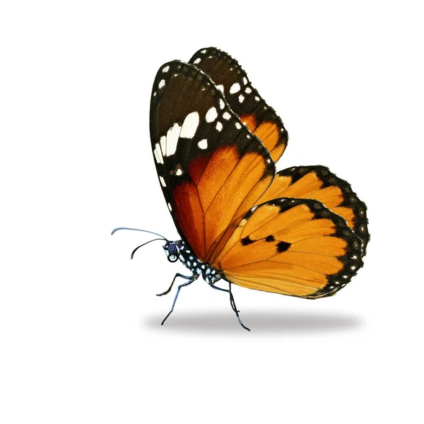孤立在白色背景上的美丽帝王蝶 — 图库照片