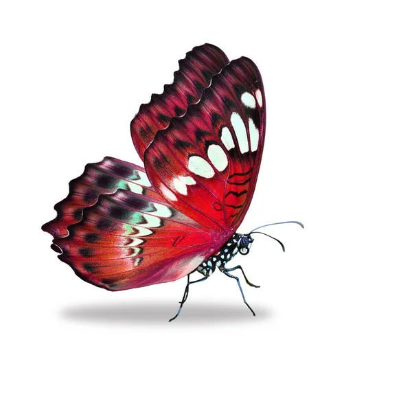 Красивый Красный Монарх Бабочка Изолированы Белом Фоне — стоковое фото