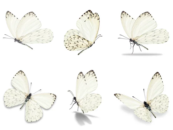 Seis Mariposas Blancas Aisladas Sobre Fondo Blanco — Foto de Stock