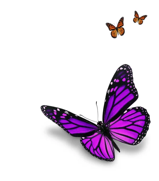 美しい紫モナーク バタフライ ホワイト バック グラウンドの分離 — ストック写真