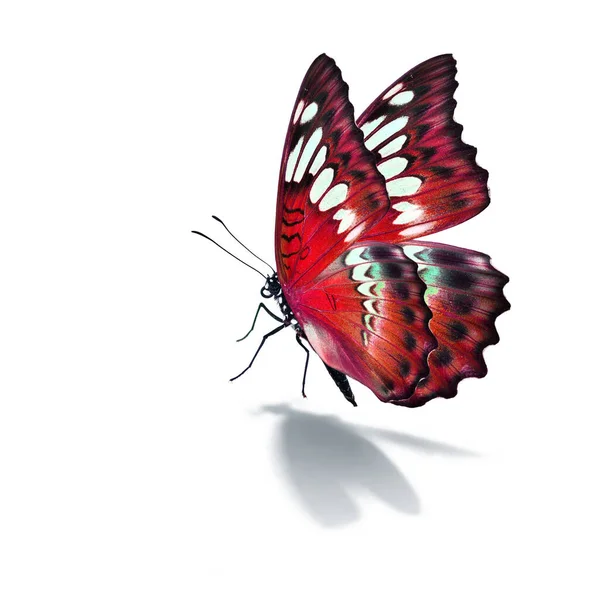 白い背景に隔離された美しい赤い蝶 ストック画像