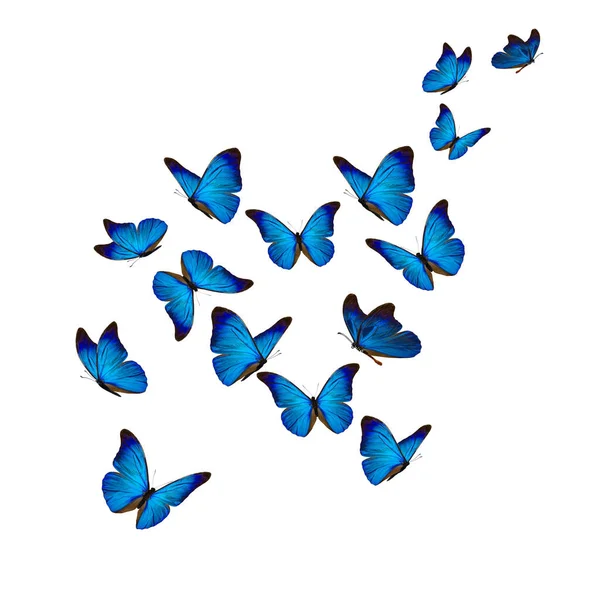 白い背景に分離された美しいブルーのモルフォ蝶 ロイヤリティフリーのストック画像