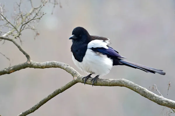 Vackra Eurasiska Skata Skata Vanlig Skata Picapica Fågel Sittande Gren — Stockfoto