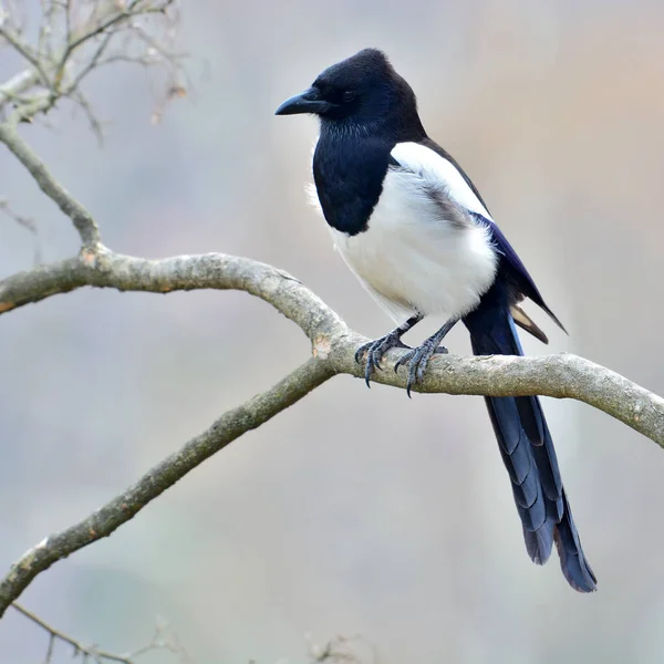 Vackra Eurasiska Skata Skata Vanlig Skata Picapica Fågel Sittande Gren — Stockfoto