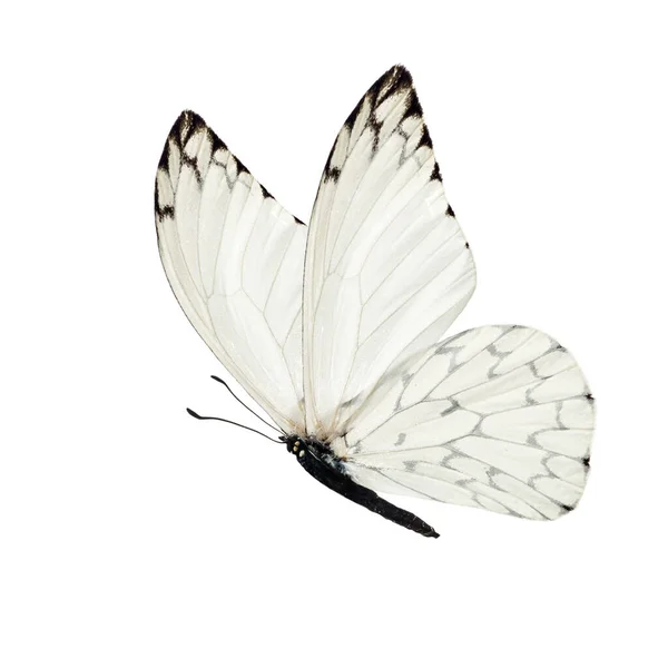 Prachtige Witte Vlinder Geïsoleerd Witte Achtergrond — Stockfoto