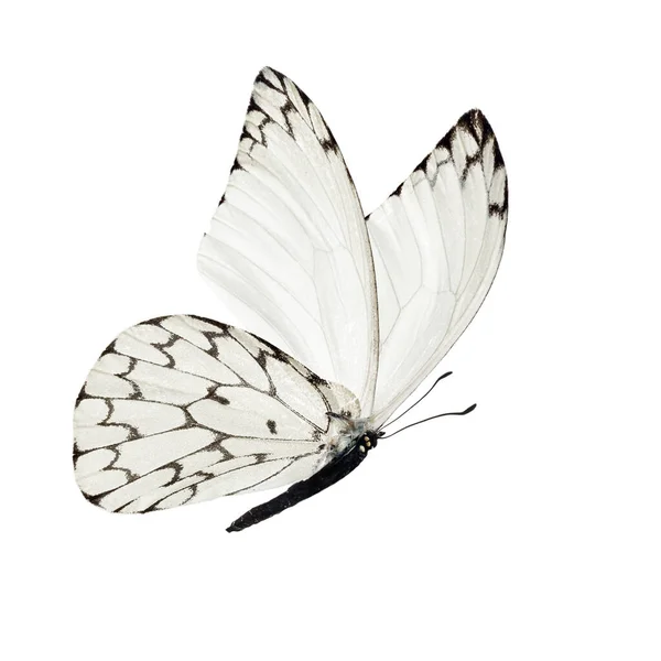 Krásný Bílý Motýl Izolovaných Bílém Pozadí — Stock fotografie