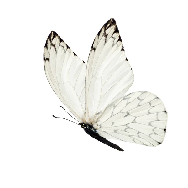 Όμορφη Λευκή Πεταλούδα Που Απομονώνονται Λευκό Φόντο Royalty Free Εικόνες Αρχείου