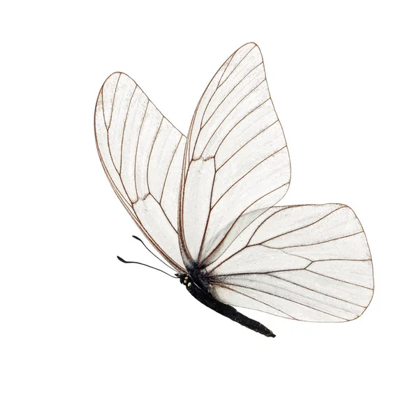 Krásný Bílý Motýl Izolovaných Bílém Pozadí Stock Fotografie