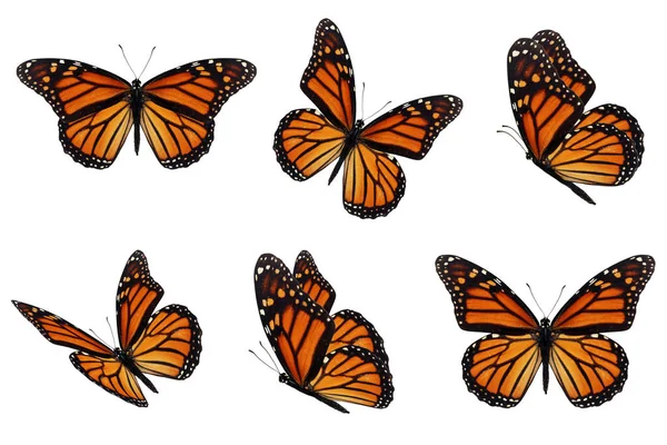 Mooie Zes Monarch Vlinder Vliegen Geïsoleerd Witte Achtergrond Stockfoto