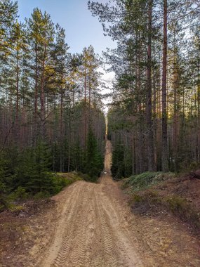 Saint-Petersburg banliyölerinde güzel orman yolu.
