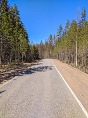 Güneşli bir günde orman yolunun güzel manzarası.