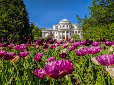 Saint-Petersburg, Rusya - Mayıs 2021. Elagin Parkı 'nda güzel laleler.