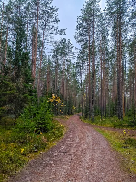 Beautiful Forest Road Saint Petersburg Suburbs — Stock Photo, Image