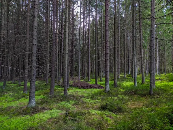 Прекрасний Ліс Передмісті Сайн Петербурга — стокове фото