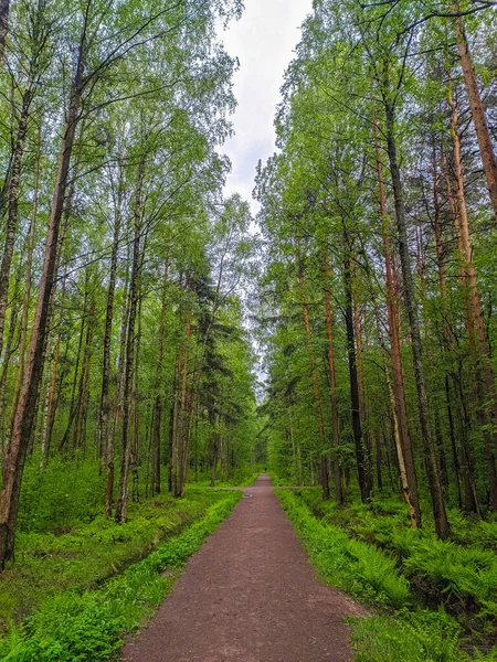 Piękna Leśna Droga Przedmieściach Sankt Petersburga — Zdjęcie stockowe