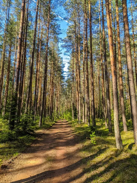 Piękna Leśna Droga Przedmieściach Sankt Petersburga — Zdjęcie stockowe