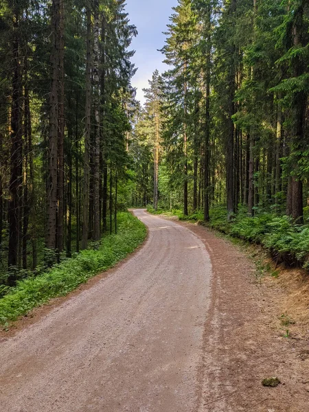 Saint-Petersburg banliyölerinde güzel orman yolu.
