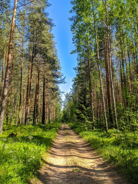 Piękna Leśna Droga Przedmieściach Sankt Petersburga — Zdjęcie stockowe