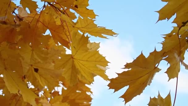 Folhas Bordo Outono Com Fundo Embaçado — Vídeo de Stock