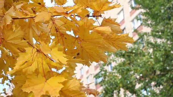 Autumn Maple Leaves Blurry Background — Stock Video