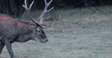 Kırmızı geyik (Cervus elaphus) tekdüze dönemlerde Hintlerin arasında geyik körüğü,