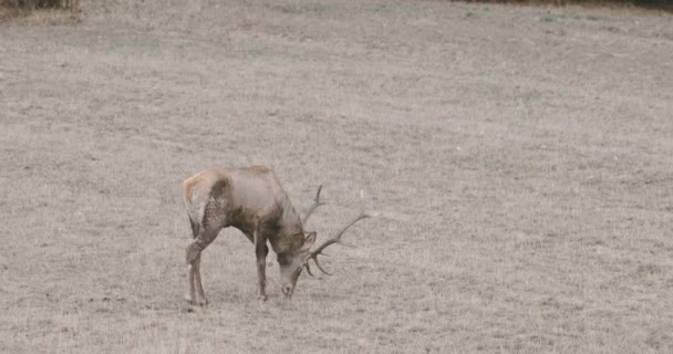 Ein Reh Mit Großem Geweih Läuft Langsam Über Die Wiese — Stockvideo