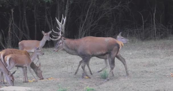 有大鹿角的老鹿群 交配时的鹿群和鹿群的咆哮 — 图库视频影像