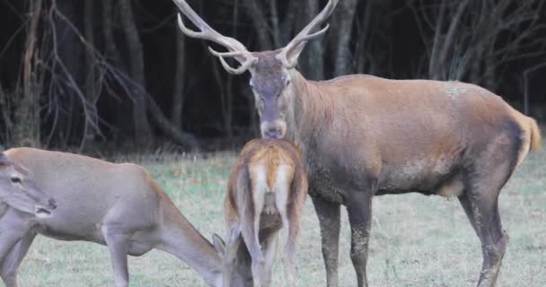 Hjort Med Stora Horn Slickar Och Försöker Para Sig Med — Stockvideo