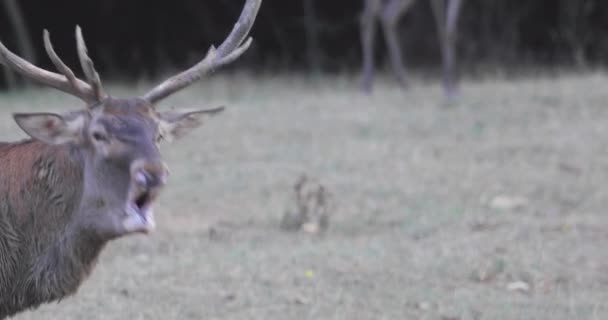 Close Shot Deer Large Antlers Roaring — Stock Video