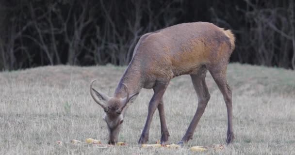 一只小鹿 长着小鹿角 与后腿一起在森林边吃草 — 图库视频影像