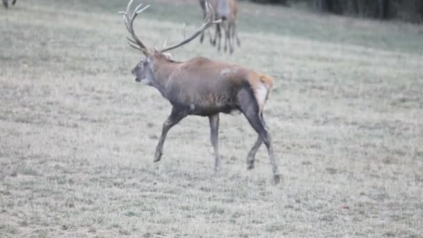 Stor Hjort Med Stora Horn Löper Över Fältet Med Sina — Stockvideo