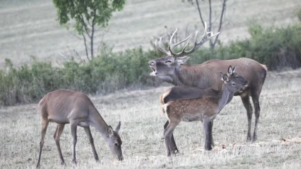长着大鹿角的鹿群 在草地上的鹿群面前咆哮着 动作非常慢 — 图库视频影像