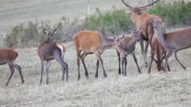 Arkalarında büyük boynuzlu bir geyik ağır çekimde kükrer.