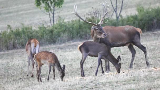 Animaux Sauvages Europe Ralenti Cerfs Chevreuils Dans Prairie — Video